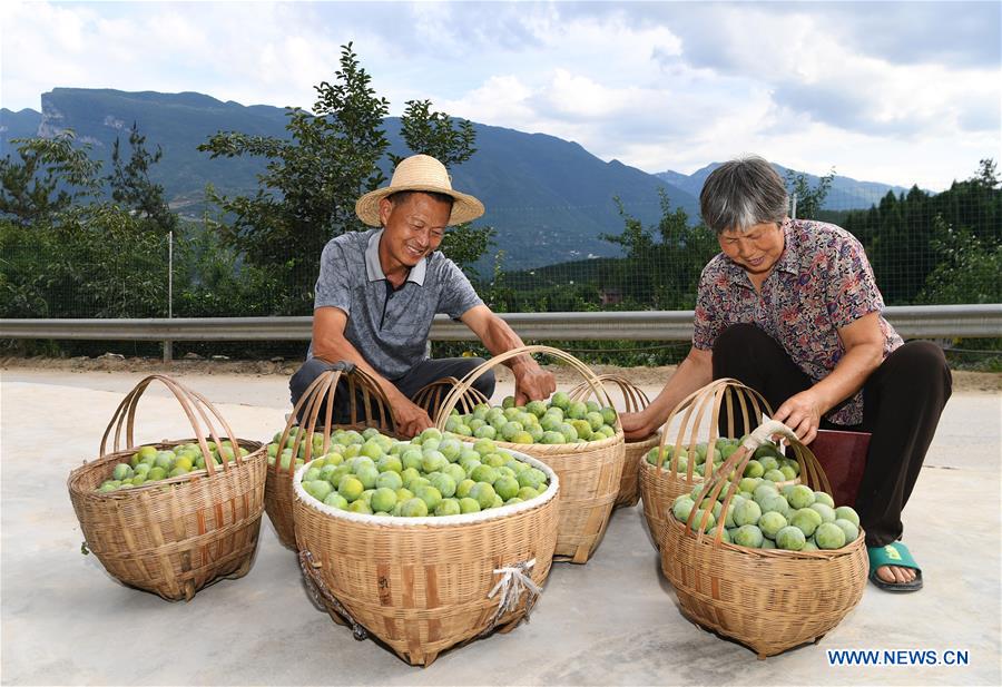 CHINA-CHONGQING-WUSHAN-FARMER-GREEN PLUM (CN)