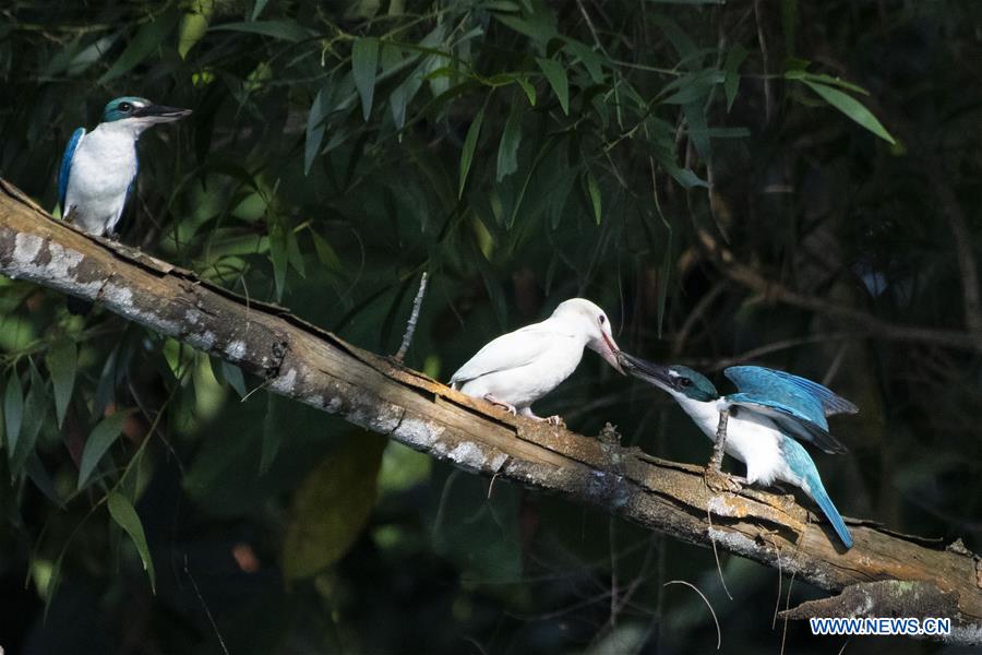 SINGAPORE-NATURE-ALBINO-KINGFISHER