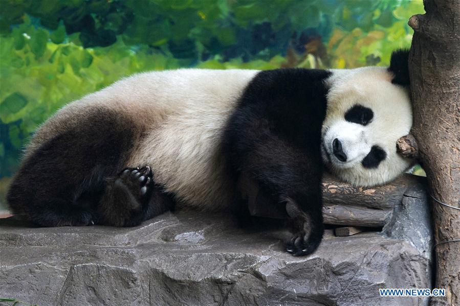 #CHINA-ZOO-ANIMALS-COOL OFF (CN)