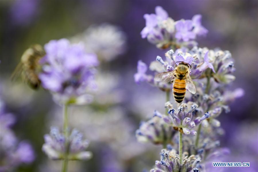 CHINA-XINJIANG-ILI-LAVENDER-BEEKEEPING (CN)