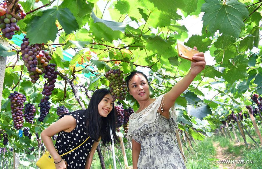 CHINA-NANCHANG-GRAPE-HARVEST (CN)