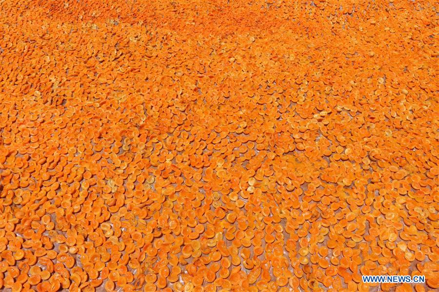 AFGHANISTAN-BAMIYAN-APRICOT FIELD