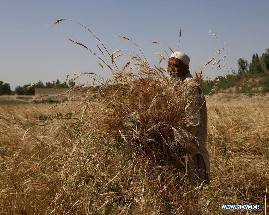 AFGHANISTAN-GHAZNI-FARMER