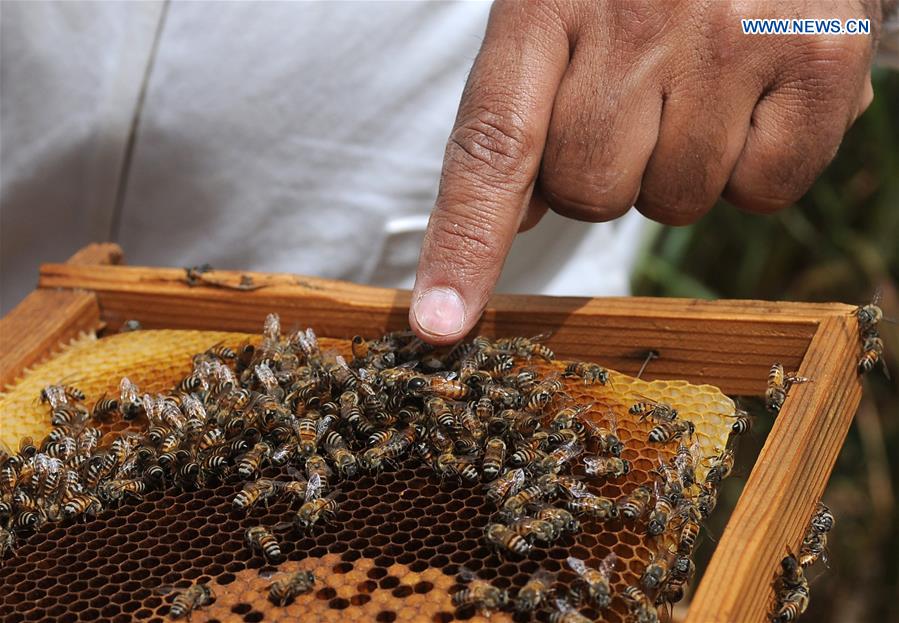 YEMEN-SANAA-HONEY INDUSTRY