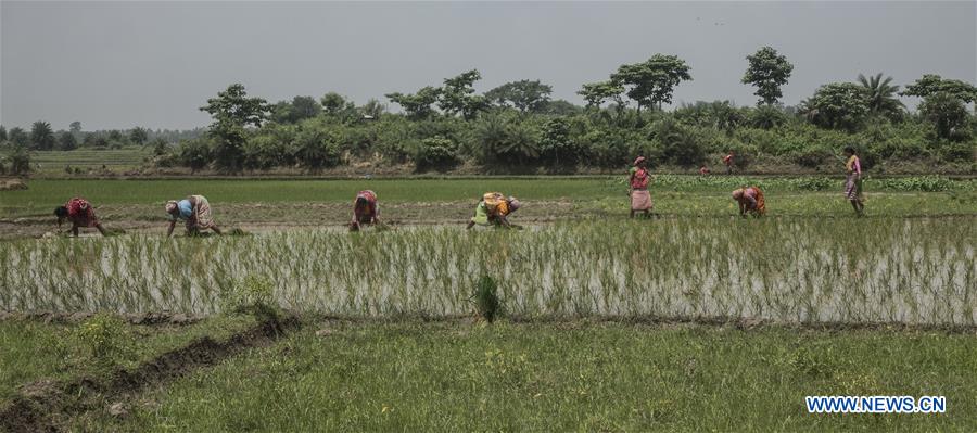 INDIA-KOLKATA-AGRICULTURE-PADDY FIELD