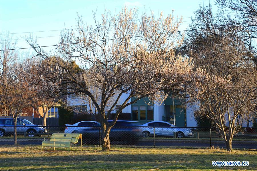 AUSTRALIA-CANBERRA-EARLY SPRING