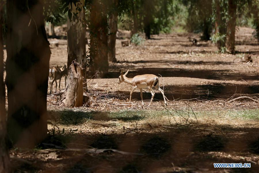 IRAQ-BAGHDAD-FIGHTING DESERTIFICATION