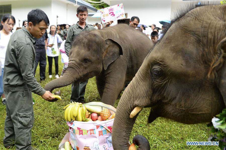 CHINA-YUNNAN-XISHUANGBANNA-WORLD ELEPHANT DAY (CN)