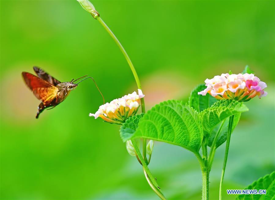 CHINA-FUZHOU-INSECT-FLOWER(CN)