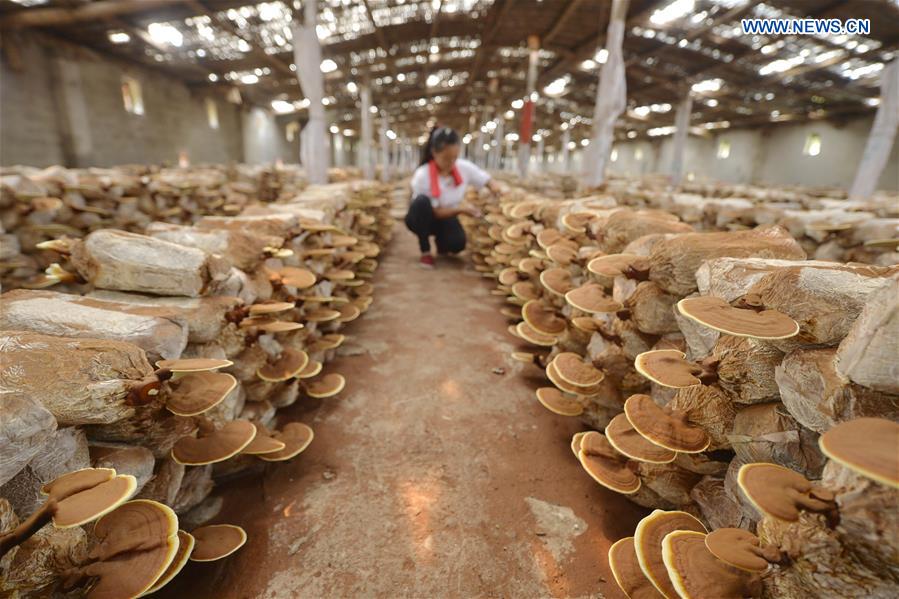 CHINA-SHAHE-LINGZHI MUSHROOM-ECONOMY (CN)