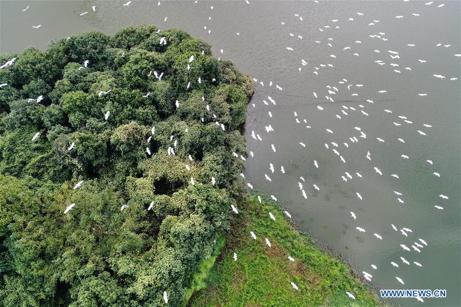 #CHINA-JIANGXI-JINXI-EGRETS (CN)