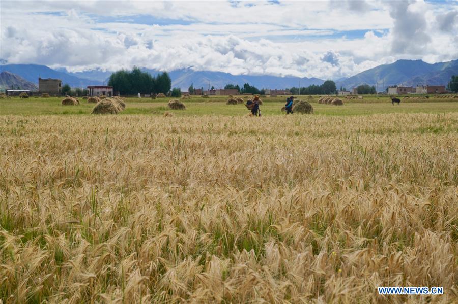 CHINA-TIBET-AGRICULTURE-HARVEST (CN)