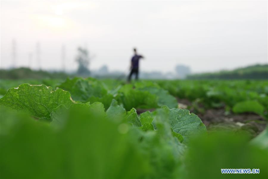 #CHINA-AUTUMN-FARM WORK (CN)