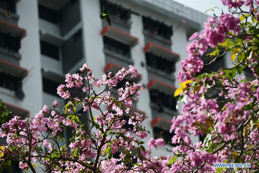 SINGAPORE-TRUMPET TREE-BLOSSOM