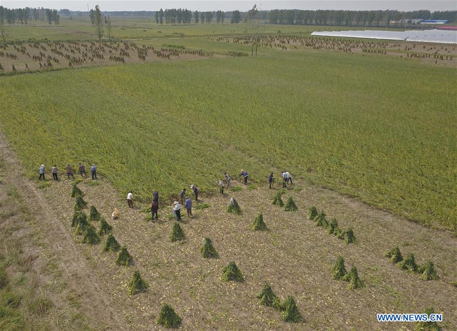 CHINA-HENAN-SESAME-HARVEST (CN)