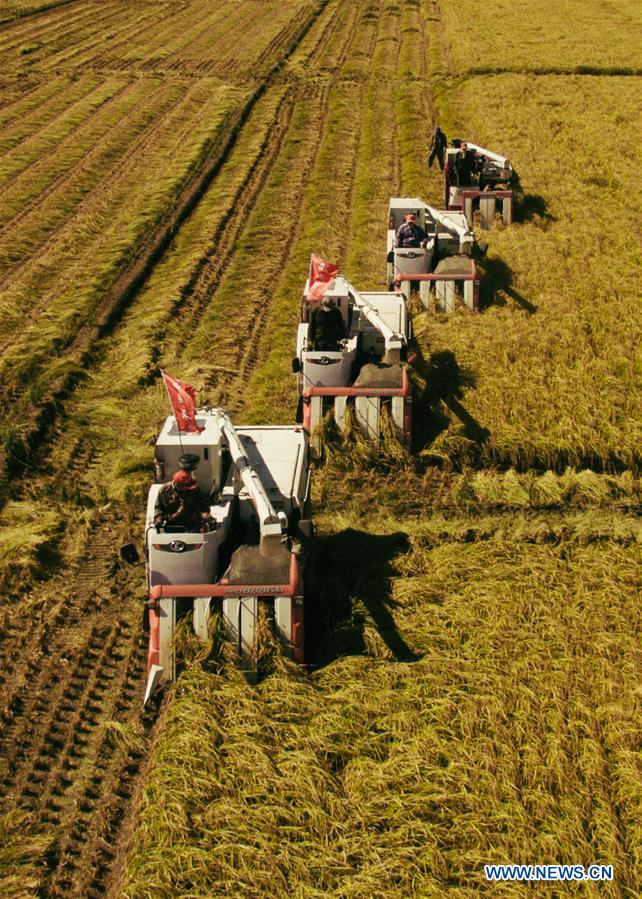 CHINA-JILIN-RICE-HARVEST (CN)