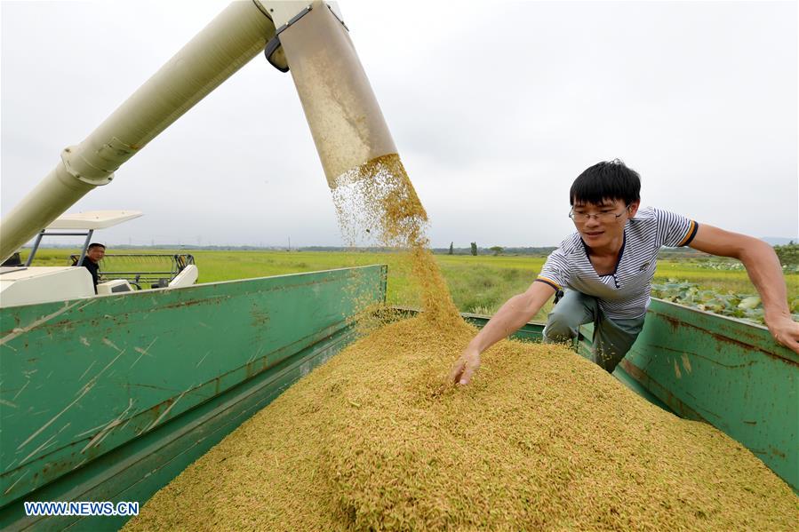 CHINA-JIANGXI-RICE-HARVEST (CN)