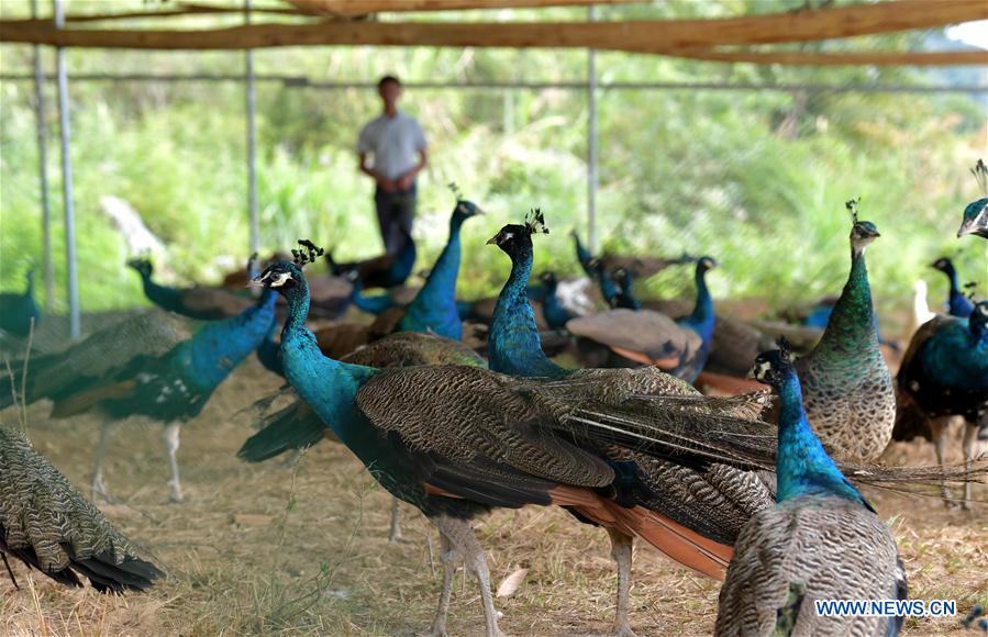 CHINA-JIANGXI-YICHUN-PEACOCK BREEDING (CN)