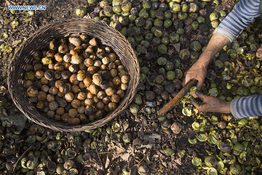 INDIA-KASHMIR-SRINAGAR-WALNUT HARVEST