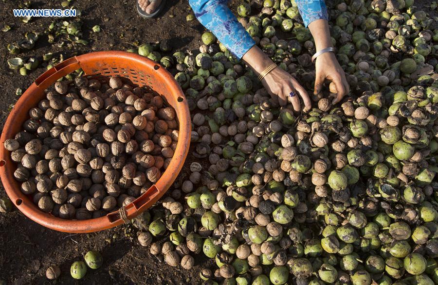 INDIA-KASHMIR-SRINAGAR-WALNUT HARVEST