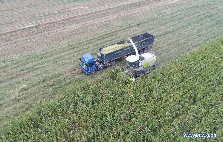 CHINA-HEBEI-AGRICULTURE-FODDER-SILAGE (CN)