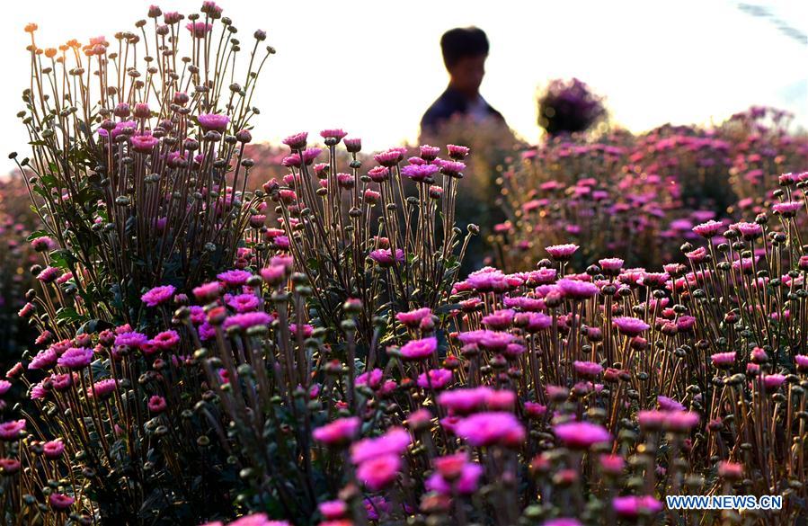 #CHINA-AUTUMN-FLOWERS(CN)