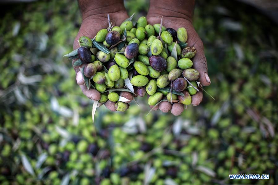 MIDEAST-GAZA-OLIVE-HARVEST