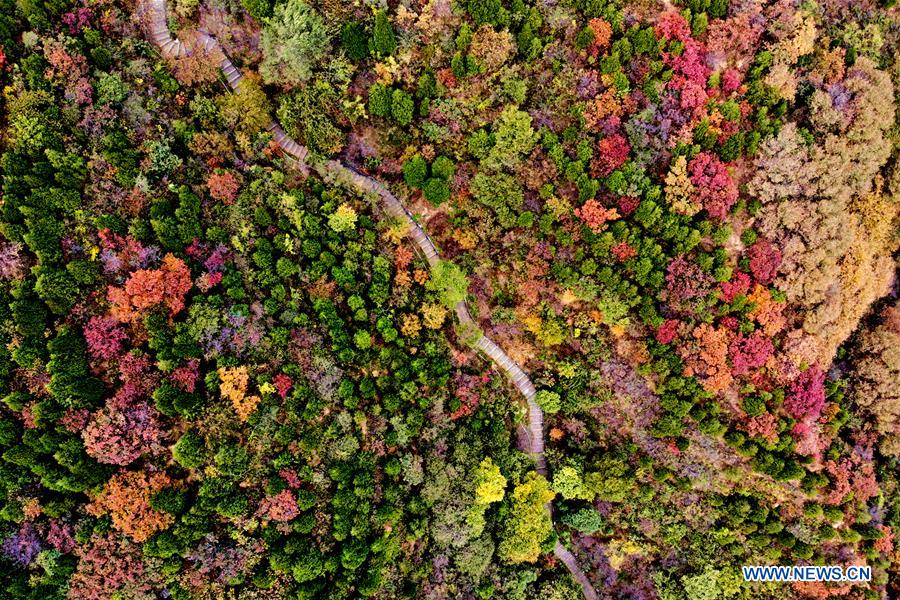 #CHINA-BEIJING-GREAT WALL-RED LEAVES(CN)