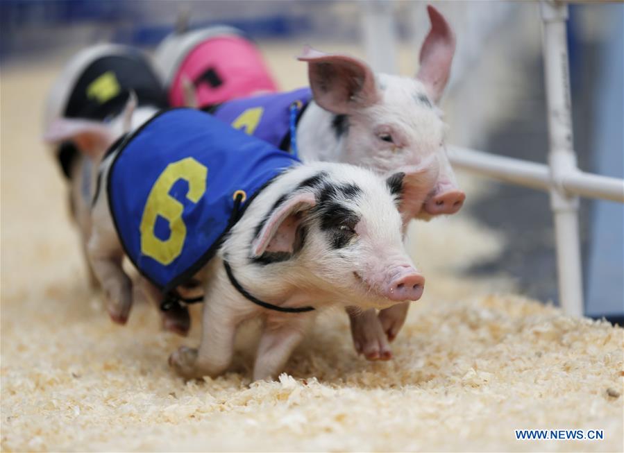 U.S.-LOS ANGELES-PIGGY-RACE