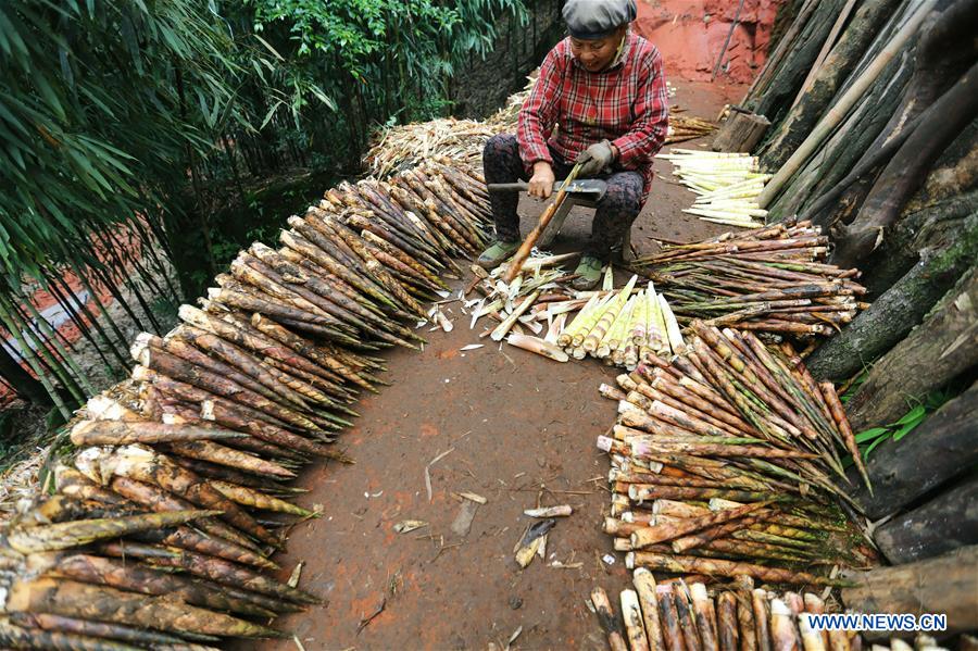 #CHINA-GUIZHOU-ECONOMY-BAMBOO SHOOT-HARVEST (CN)