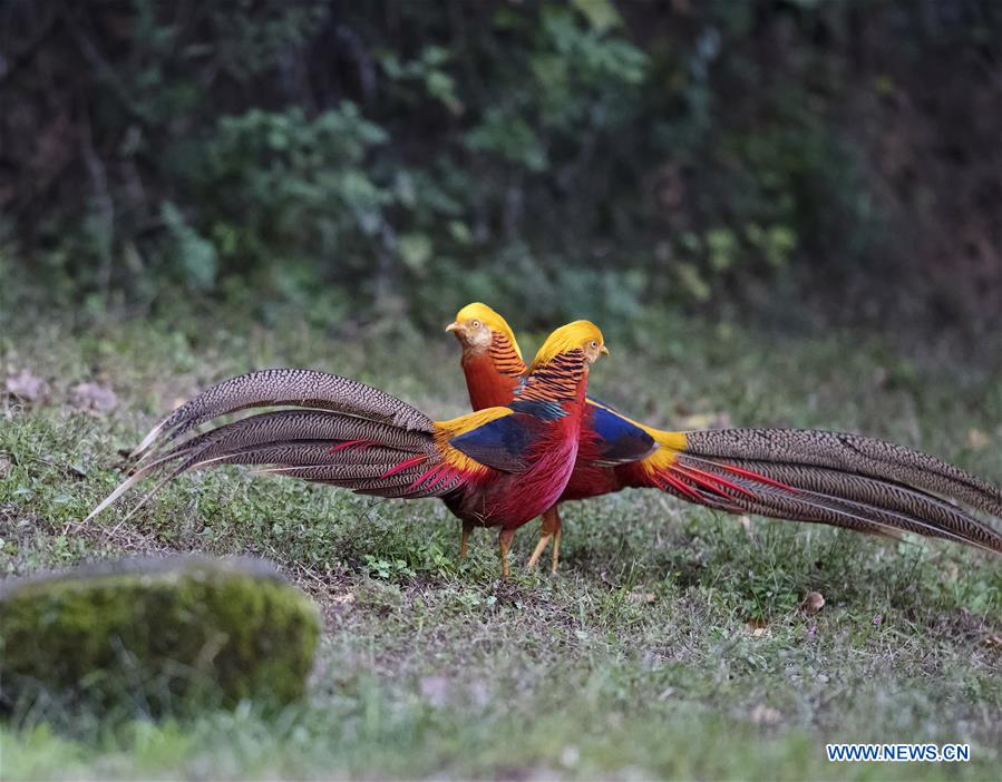 CHINA-VARIOUS WILD BIRDS (CN)