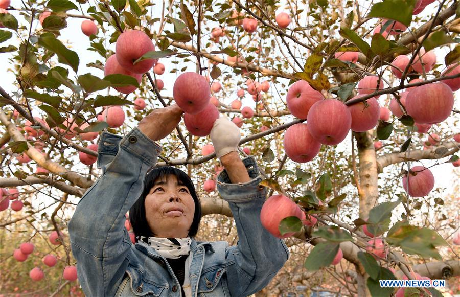 CHINA-SHAANXI-DISABLED-E-COMMERCE BUSINESS-POVERTY RELIEF (CN)