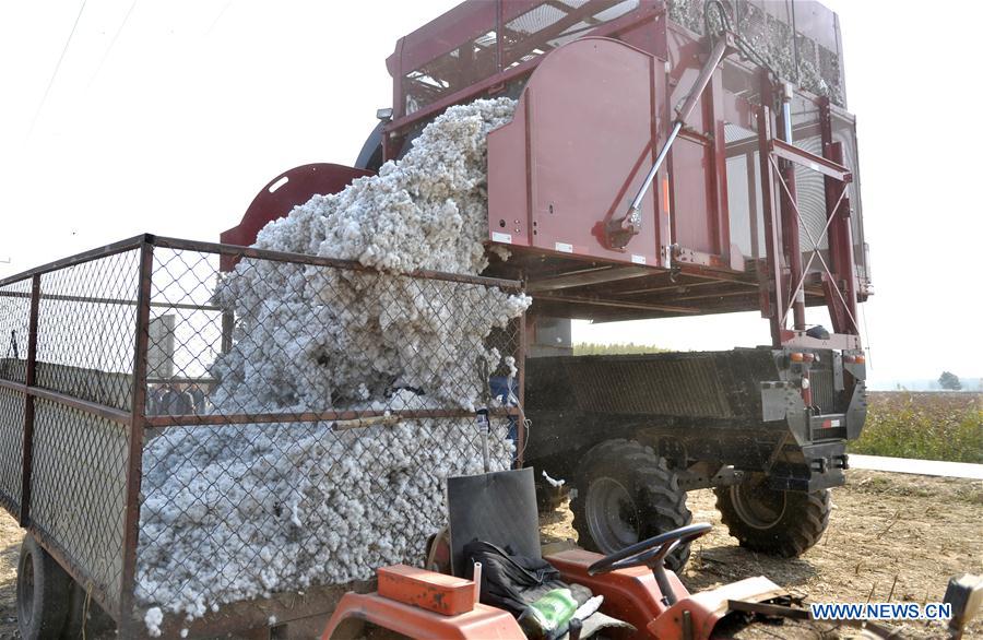 CHINA-HEBEI-COTTON-HARVEST (CN)