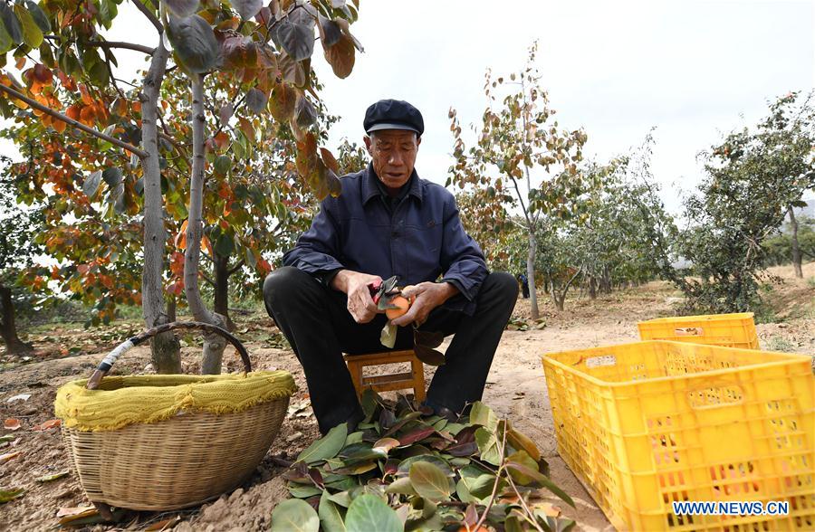 CHINA-SHAANXI-PERSIMMON-HARVEST (CN)