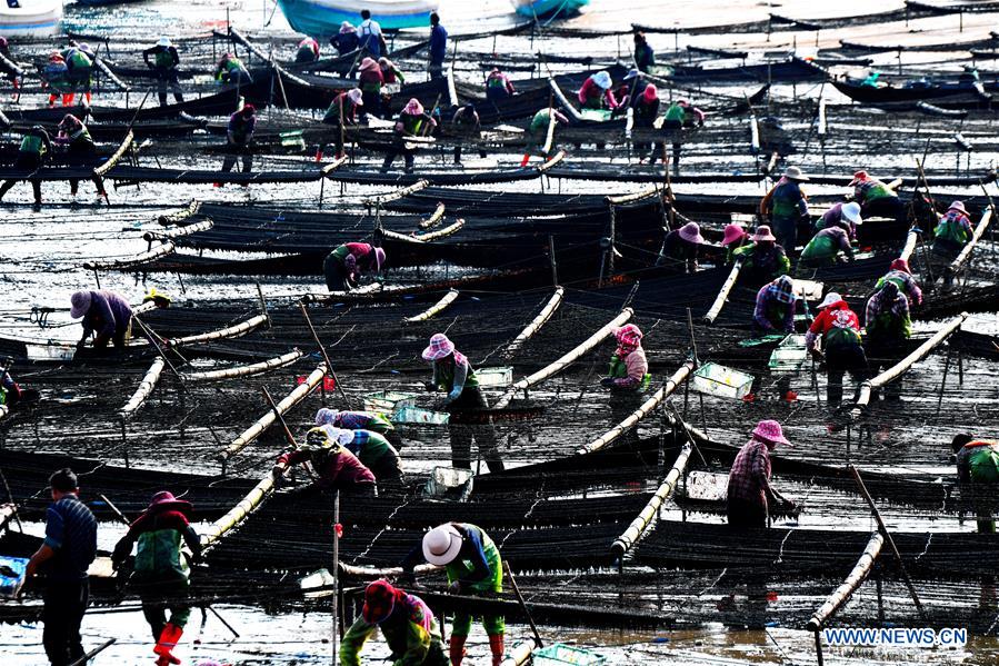 CHINA-FUJIAN-PUTIAN-LAVER HARVEST (CN)