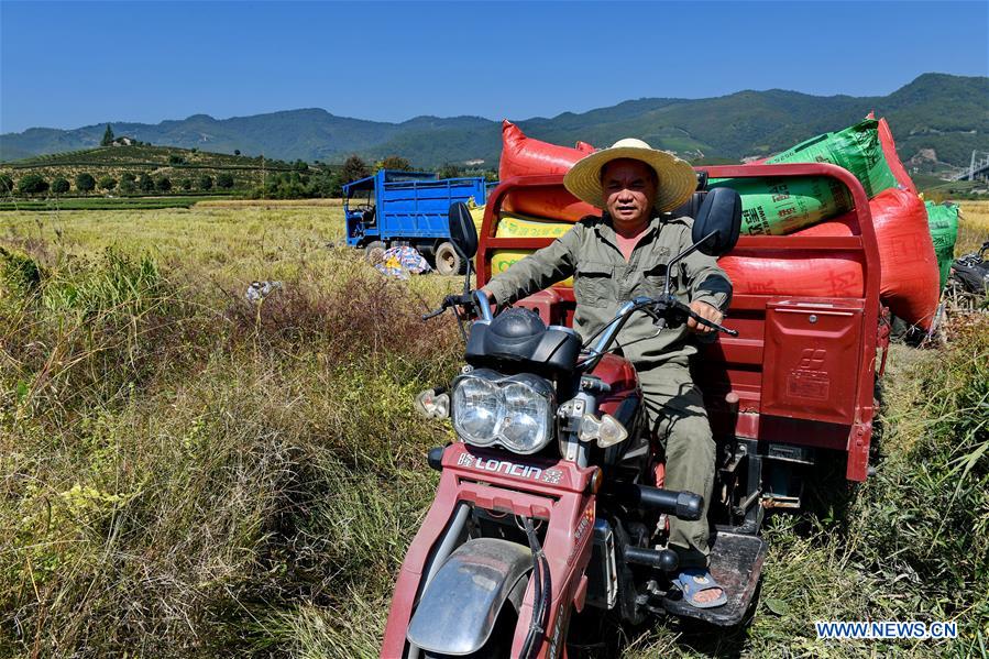 CHINA-FUJIAN-WUYISHAN-RICE-HARVEST (CN)