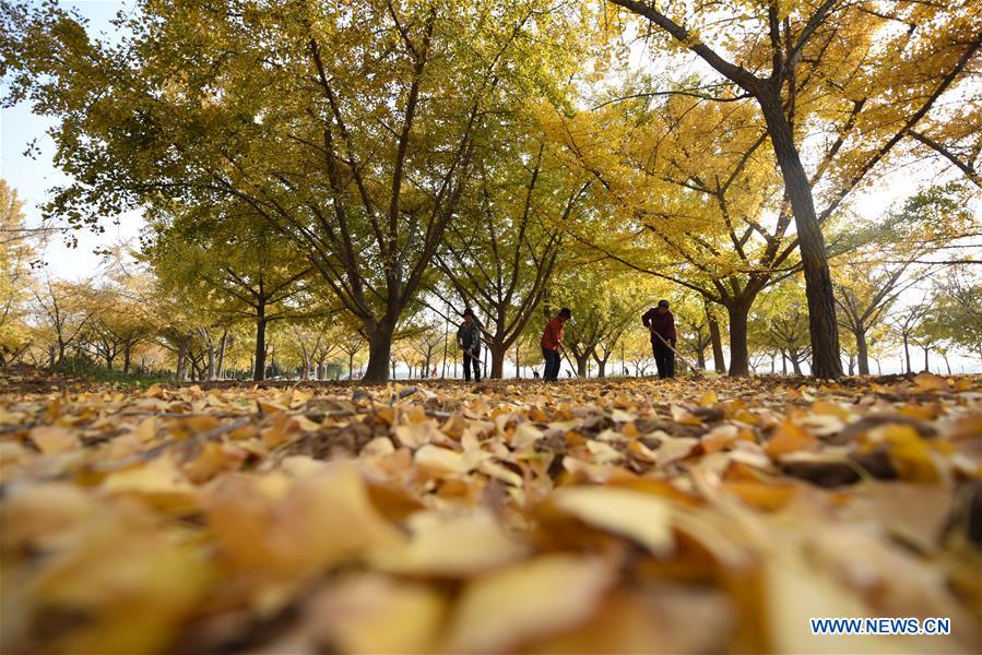 #CHINA-AUTUMN-GINGKO TREES (CN)