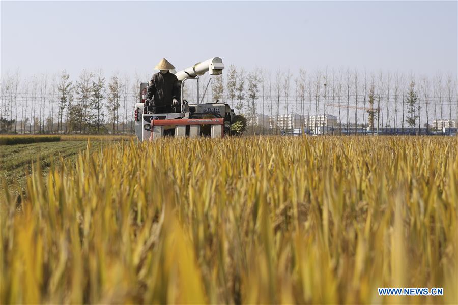 #CHINA-JIANGSU-HARVEST SEASON (CN)