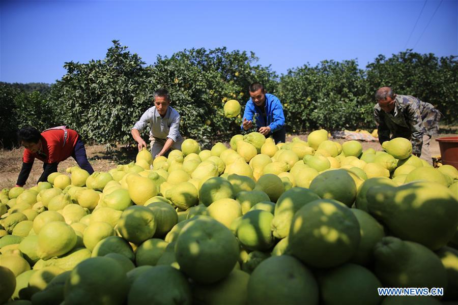 #CHINA-GUANGXI-RONGSHUI-POMELO (CN)