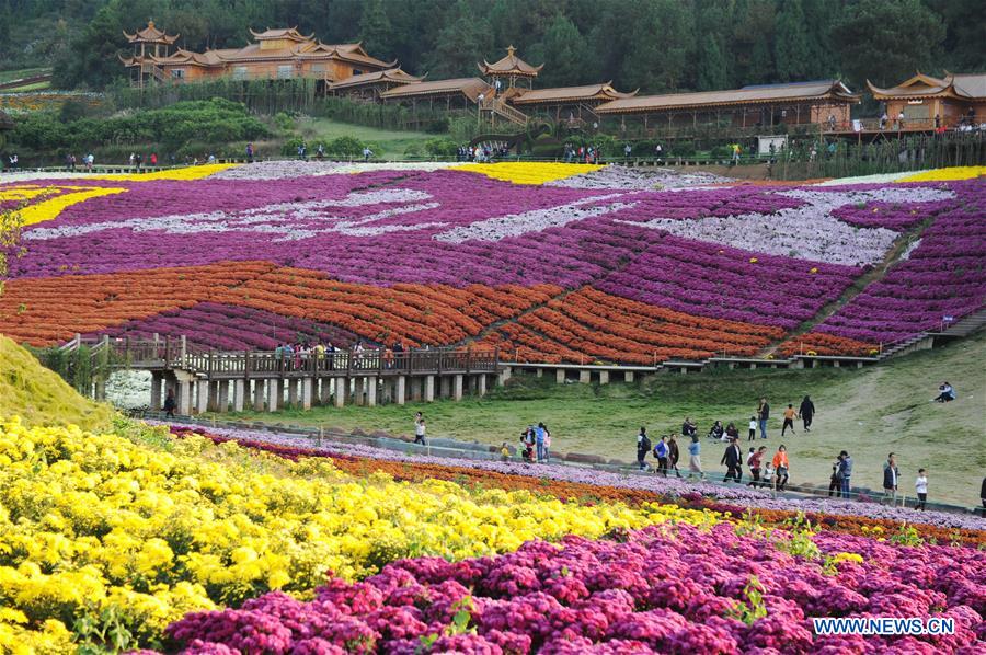 CHINA-GUIZHOU-CHRYSANTHEMUM-TOURISM (CN)