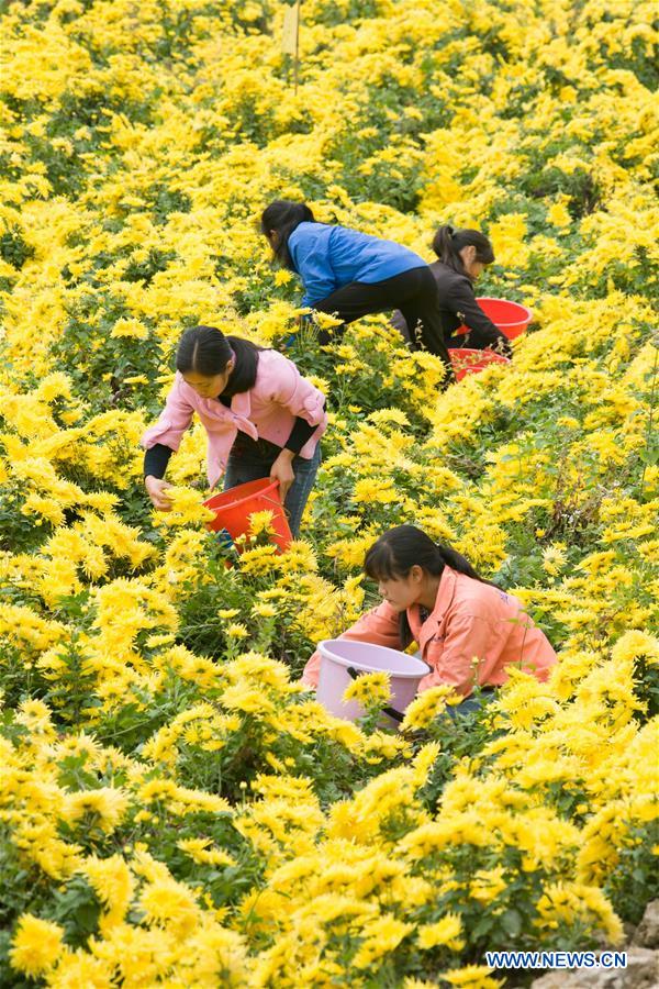 #CHINA-CHRYSANTHEMUM-HARVEST (CN)