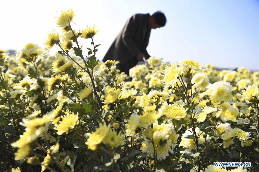 #CHINA-CHRYSANTHEMUM-HARVEST (CN)