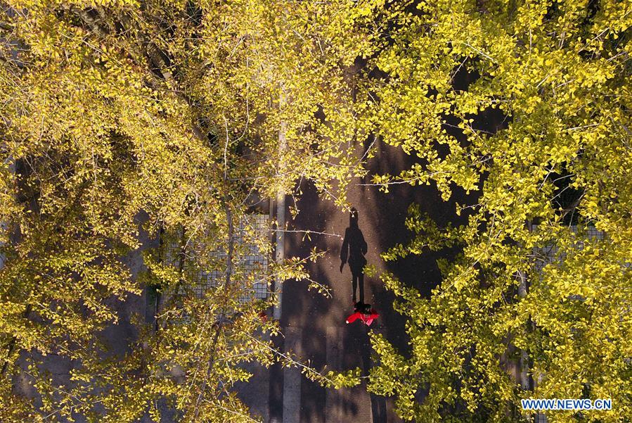 #CHINA-AUTUMN-GINGKO TREES (CN)