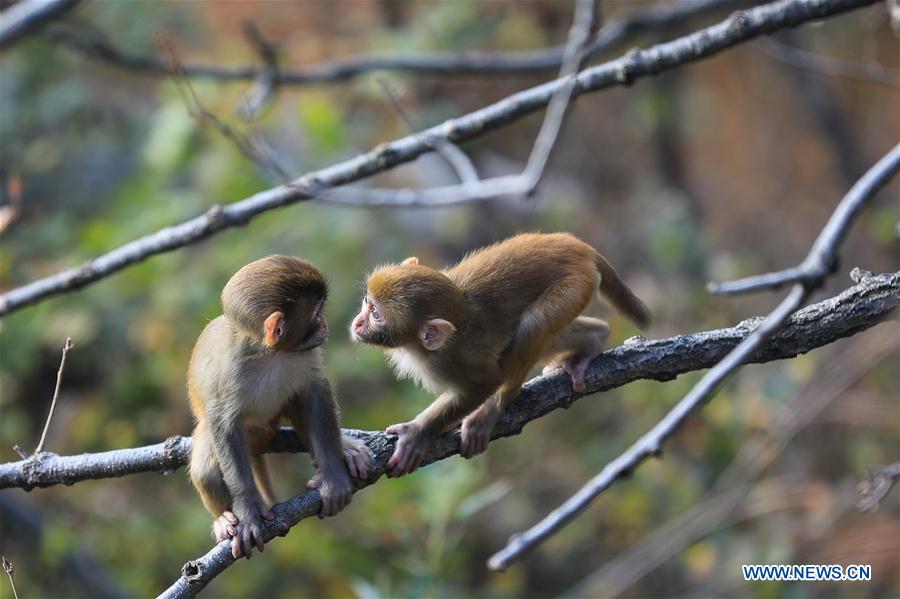 #CHINA-LIANYUNGANG-HUAGUO MOUNTAIN-MONKEY(CN)