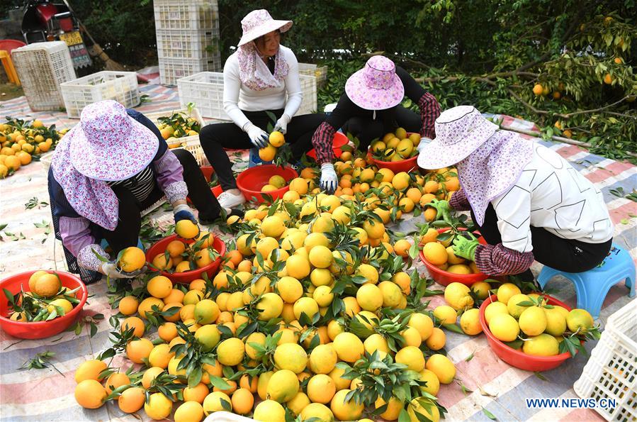 CHINA-JIANGXI-NAVEL ORANGE-HARVEST(CN)