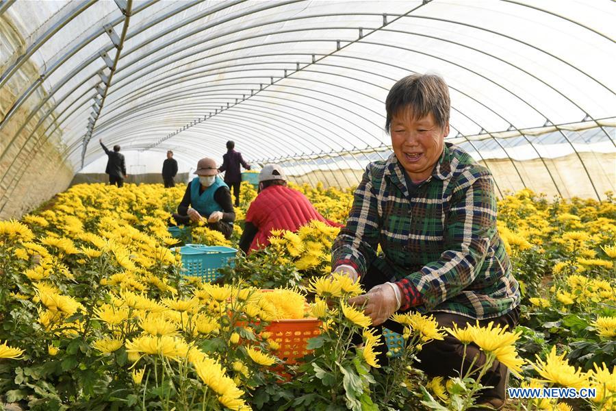 CHINA-HEBEI-CHRYSANTHEMUM PLANTING (CN)