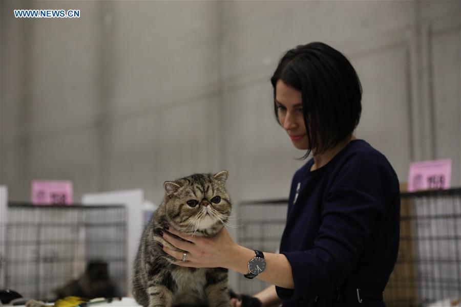 ITALY-BOLOGNA-AMERICAN CAT SHOW