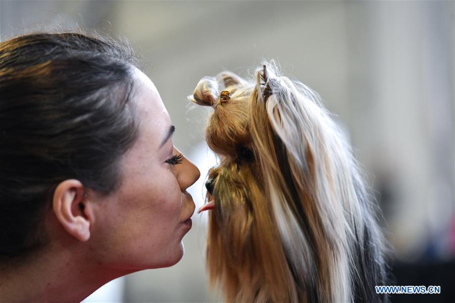 CROATIA-ZAGREB-INTERNATIONAL DOG SHOW