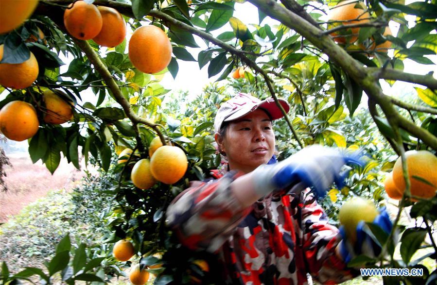 #CHINA-JIANGXI-NAVEL ORANGE-HARVEST (CN)