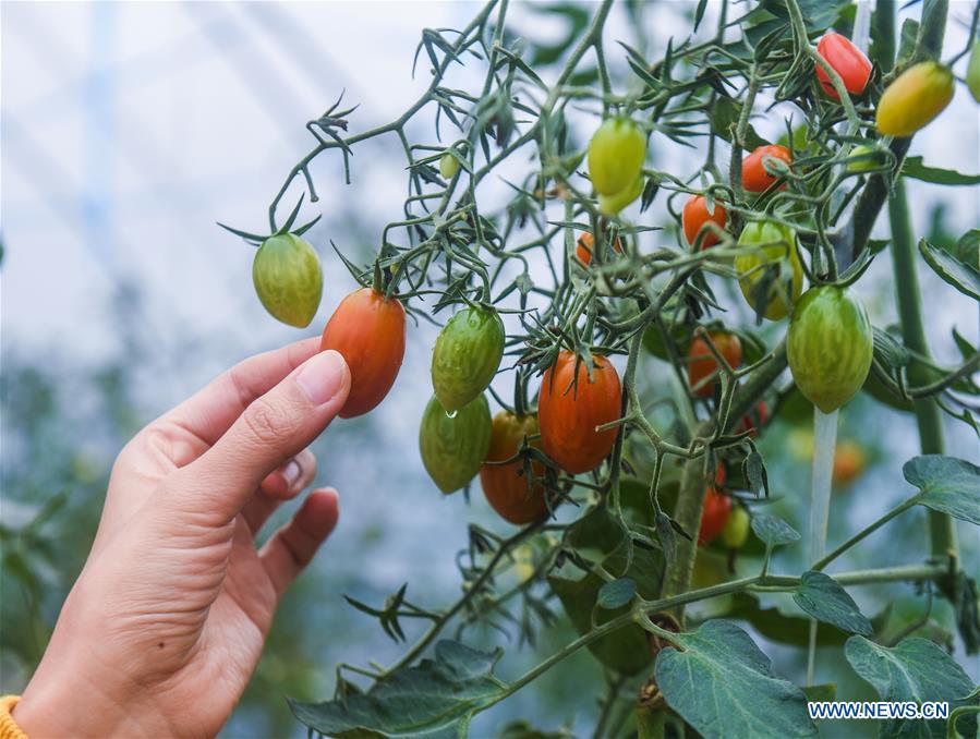 CHINA-ZHEJIANG-DONGLIN-ECOLOGICAL AGRICULTURE (CN)